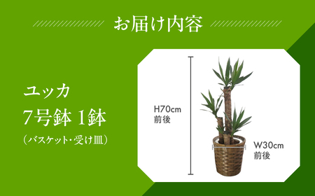 ユッカ 観葉植物 植物 7号鉢 人気 おしゃれ かわいい お手入れ 室内 大鉢 中型 インテリア リビング 玄関 寝室 キッチン オフィス プレゼント ギフト 新居 入居 インテリアグリーン グリーン