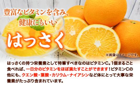 八朔約5kgM～2Lｍ＆ｎ果実園《2025年1月下旬-3月中旬頃出荷》果物はっさくフルーツ柑橘類---wsk_mnk2_h13_23_7000_5kg---