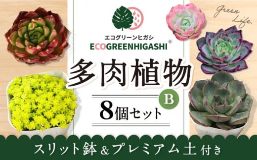 オリジナル鉢付き！かわいい売れ筋多肉植物お届けセットB / 観葉植物 多肉 多肉植物 インテリア / エコグリーンヒガシ / 大村市[ACAL005]