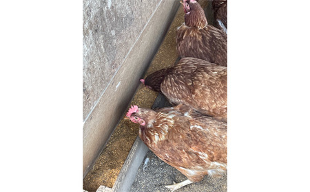 No.421 彩美卵　寿　10個