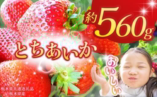 【栃木県共通返礼品】【2026年先行予約】とちあいか 280g×2P| 年始発送 果物 くだもの フルーツ 野菜 やさい ヤサイ 苺 イチゴ いちご とちあいか 新鮮 甘い 数量 限定 美味しい 果物 共通返礼品 フルーツ デザート 栃木県 那珂川町 送料無料