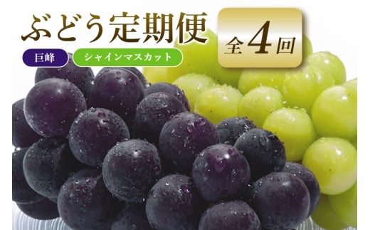 【2026年先行予約】ぶどう 定期便 ４回 葡萄 ブドウ フルーツ 果物 くだもの 産地直送 茨城県 石岡市 A04-009