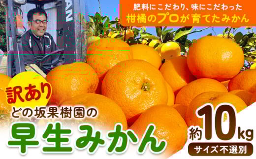 訳あり 早生 みかん 10kg ( サイズ おまかせ) どの坂果樹園《12月上旬-1月末頃出荷》 早生みかん 訳ありみかん 和歌山県 日高川町 みかん ご家庭用 サイズ 不選別 規格外 おまかせ 不揃い 10kg 期間限定 旬 柑橘 産地直送 フルーツ 果物 10キロ 訳ありみかん わけありみかん