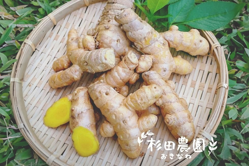 沖縄県糸満産 春ウコン粉末100g 2個セット 116-1