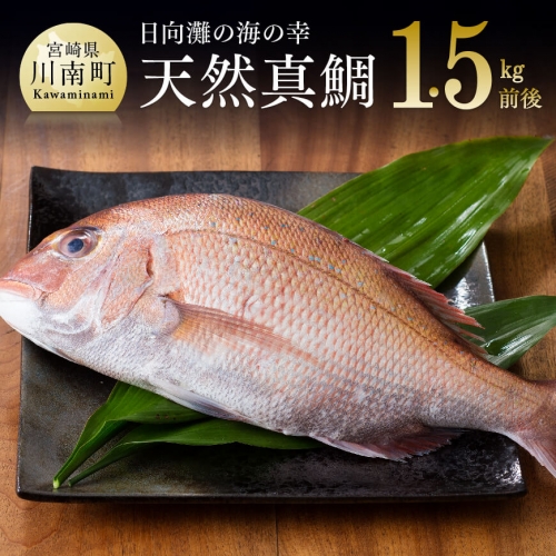 『日向灘の海の幸』 天然真鯛 （活き締め）  【 魚介類 鮮魚 魚 鯛 タイ 】 宮崎県川南町