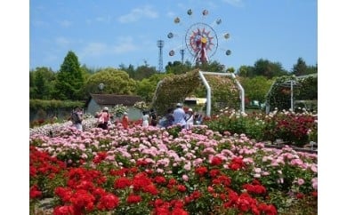 
蜂ヶ峯総合公園利用券（５枚セット）
