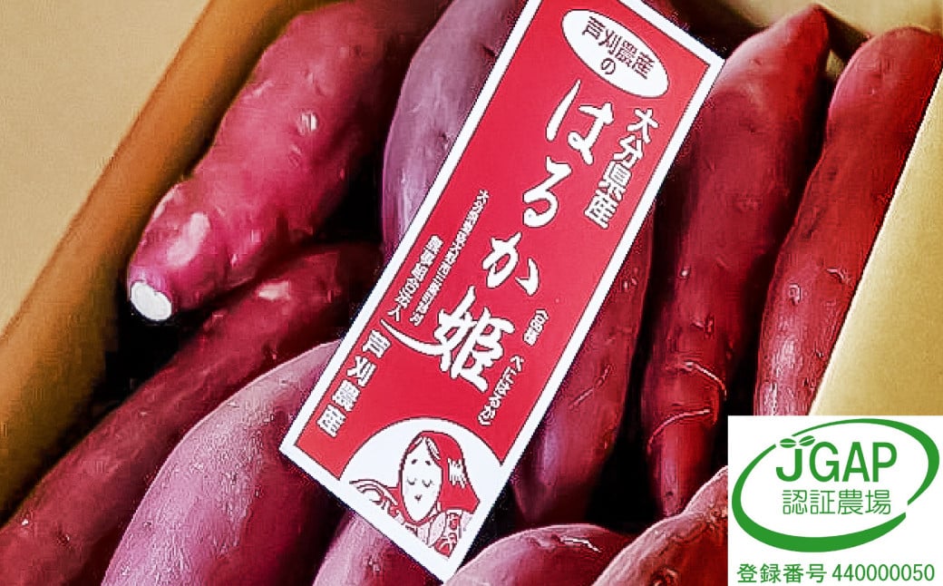 004-1138 【先行予約】 （訳あり） はるか姫 約3kg さつまいも サツマイモ 芋 いも 紅はるか べにはるか 大分県 豊後大野市 【2024年10月下旬～2025年5月下旬発送予定】