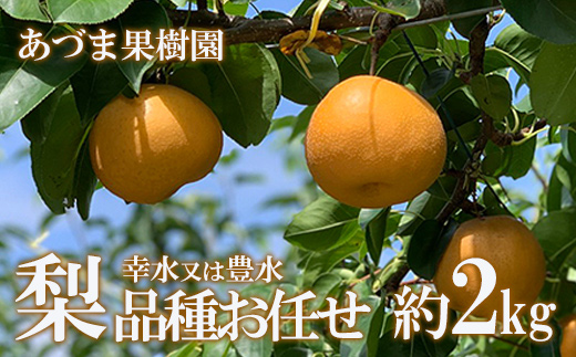 No.1763梨　品種おまかせ　(幸水又は豊水)約2kg【2025年発送】