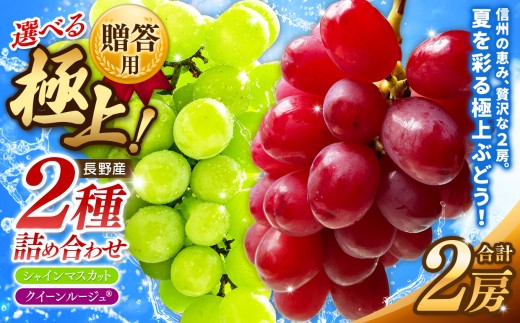 【先行受付】贈答用 信州産 葡萄【詰み合わせ】 2房 【シャインマスカット、クイーンルージュ®】｜ フルーツ ふるーつ 果物 甘い シャインマスカット 葡萄 ぶどう クイーンルージュ® 詰め合わせ ふるさと納税 長野県 松本市