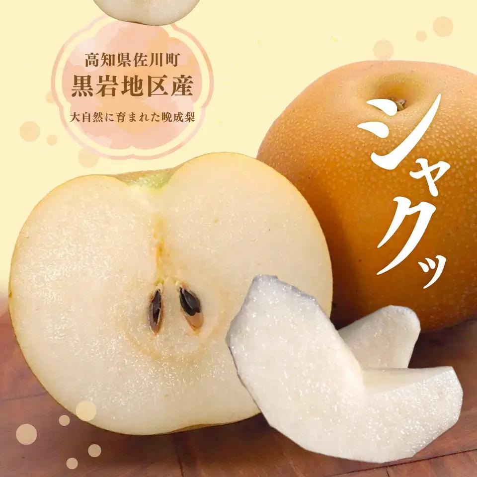 【ふるさと納税】＜新興梨 【期間・数量限定】＞梨 5kg 10～11玉 高知県 佐川町 黒岩 土本観光果樹園 フルーツ【常温】