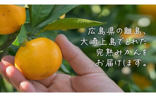 甘みたっぷり！房皮も薄くて食べやすい大崎上島の完熟みかん