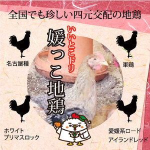 媛っこ地鶏 一羽セット もも むね 手羽先 手羽元 鶏肉 | 鶏肉 鶏肉 鶏肉 鶏肉 鶏肉 [THD002_x]
