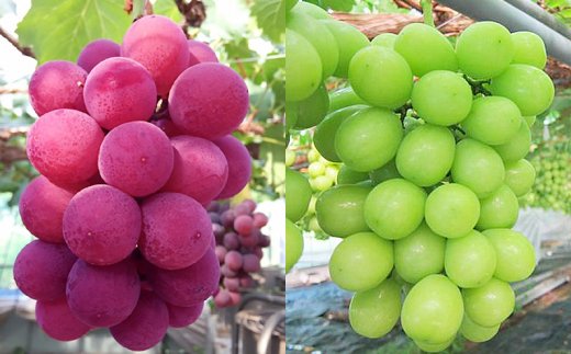 【2026年6月下旬～順次発送】シャインマスカット他オリジナルぶどう含むおまかせ5種ぶどうの詰め合わせ 約2.8kg 中村オリジナルぶどう園｜※発送前のご連絡についてご注意ください 希少 オリジナル品