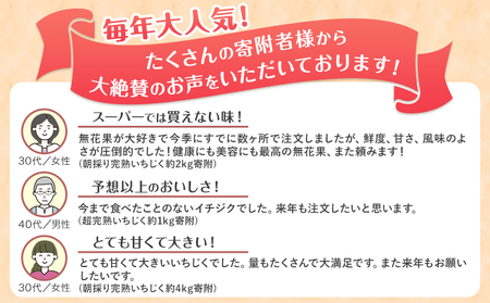 ご家庭用朝採り完熟いちじく 約1kg 