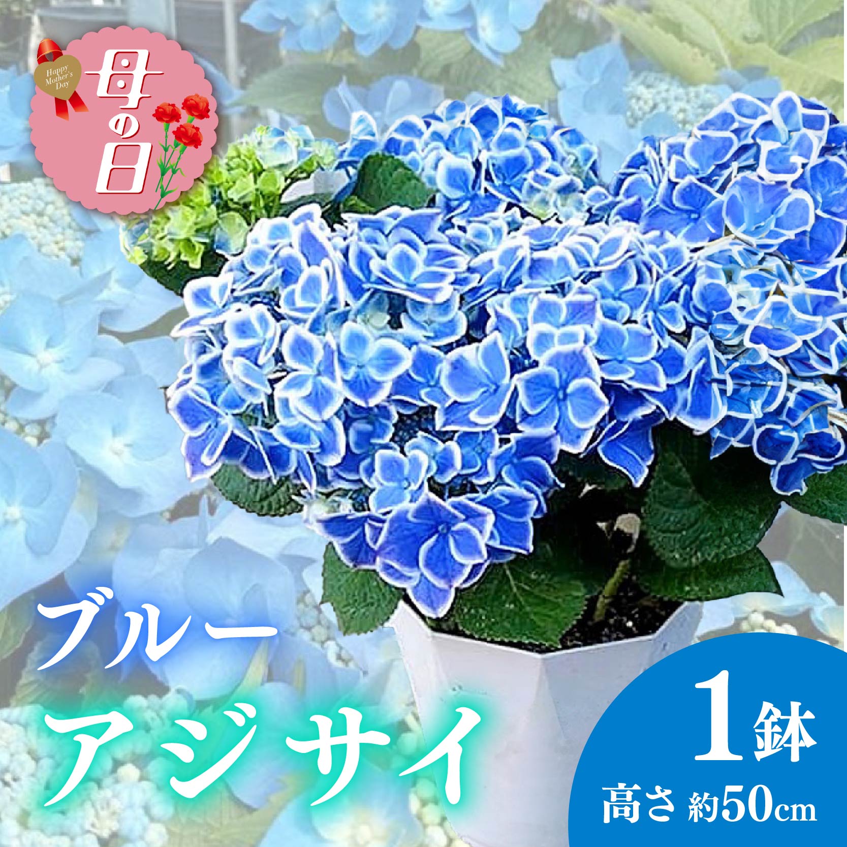 【ふるさと納税】 【先行予約】 母の日に！ アジサイ 鉢植え ブルー 5号 青系 花 あじさい 紫陽花 贈り物 お祝い 植物 季節 生花 フラワー ギフト 母の日 2026年5月から順次発送 静岡県 藤枝市
