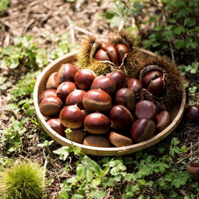 ふるさと納税 かすみがうら市 【先行受付/2026年秋発送分】旬のくだもの詰め合わせ　-シャインマスカット・梨・さつまいも・栗- |  | 02