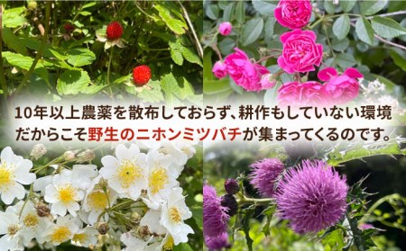 壱岐桃源郷蜂蜜 450g × 1本 《壱岐市》【角丸】 [JDK057] 33000 33000円  コダワリハチミツ・蜂蜜・はちみつ こだわりハチミツ・蜂蜜・はちみつ おすすめハチミツ・蜂蜜・はちみ