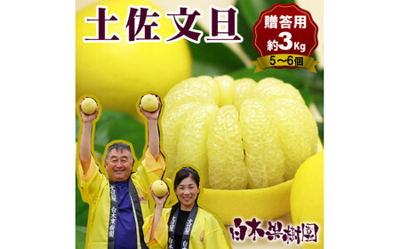 【先行予約】果樹園直送！土佐文旦 特選品贈答用（中玉・大玉サイズ）約3kg 高知県土佐市 【株式会社SHIRAKI】 [BQAI008]