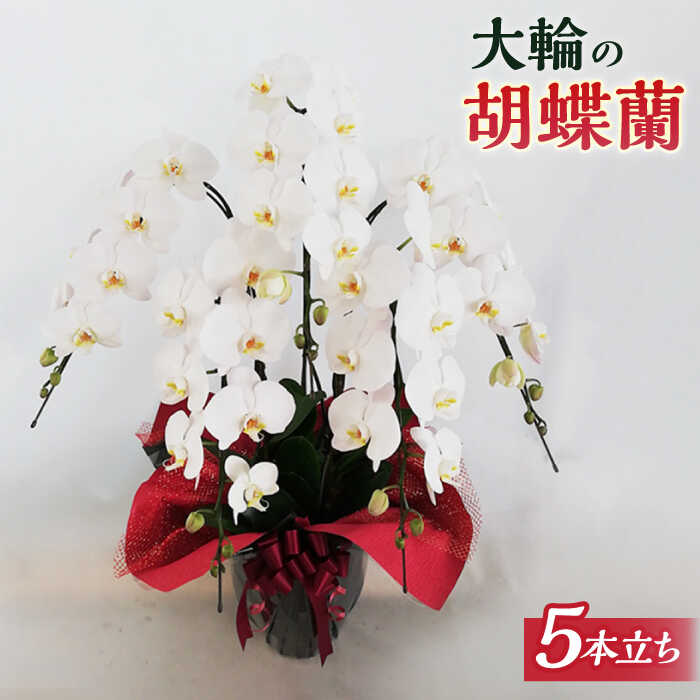 【ふるさと納税】胡蝶蘭 大輪 白（5本立）≪糸島≫【はざま園芸】冠婚葬祭/お祝いごと/開店祝い/就任祝い [AND002] 71000円