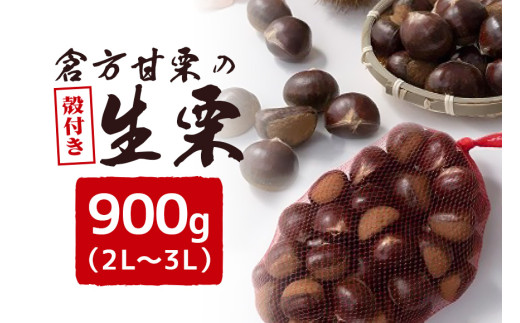 【数量限定・期間限定】 倉方甘栗の生栗 殻付き 約900g 2L～3L 栗 和栗 くり 生栗 自然 倉方 甘栗 果物 フルーツ 日本 国産 茨城 55-E  ＜11月から12月20日まで順次発送予定＞