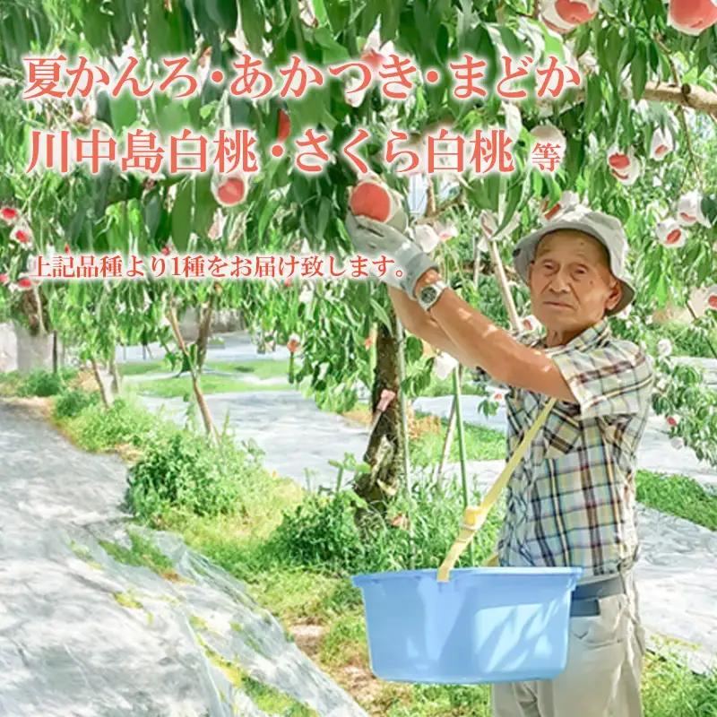 No.3112 福島の桃 約2kg品種・玉数おまかせ【2026年発送】