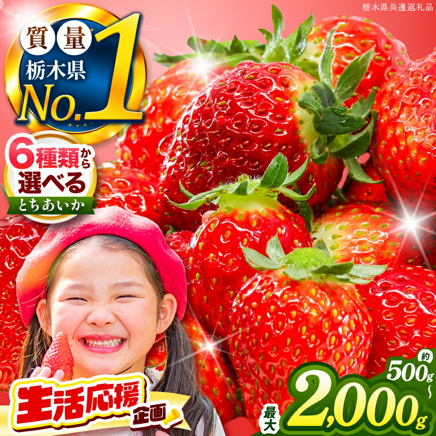 【ふるさと納税】 【先行予約】いちご とちあいか いちご 選べる種類(6種)・内容量・定期便 栃木県共通返礼品 | 先行予約 訳あり 苺 イチゴ サイズ不揃い 大粒 甘い 贈答用 数量限定 果物 フルーツ デザート 人気 贅沢 たっぷり 大容量 栃木県 那珂川町 送料無料