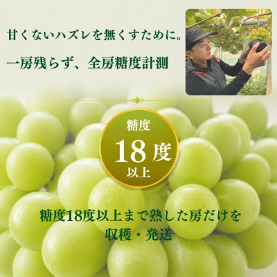 【全房糖度計測】糖度18度以上のみ出荷 シャインマスカット5kg(8～12房)2026年発送【配送不可地域：離島】