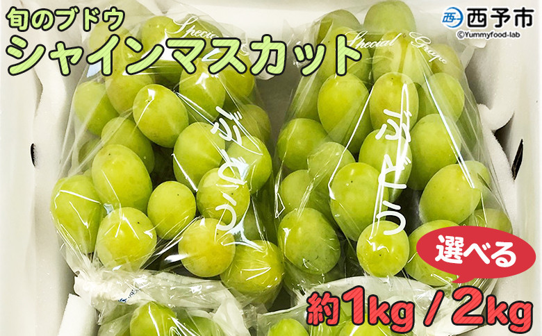 
予約受付 旬のブドウ「シャインマスカット」 果物 フルーツ ぶどう 葡萄 種無し たねなし 皮ごと 甘い おいしい 食べやすい 期間限定 季節限定 食べて応援 特産品 愛媛県 西予市【冷蔵】
