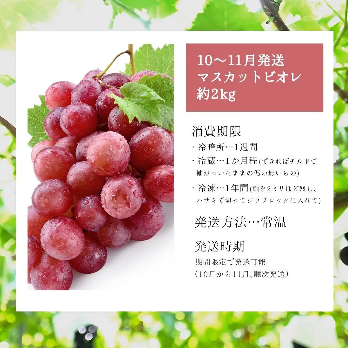 ＜2026年発送分 先行予約＞10月～11月発送マスカットビオレ2kg箱【029-a010】