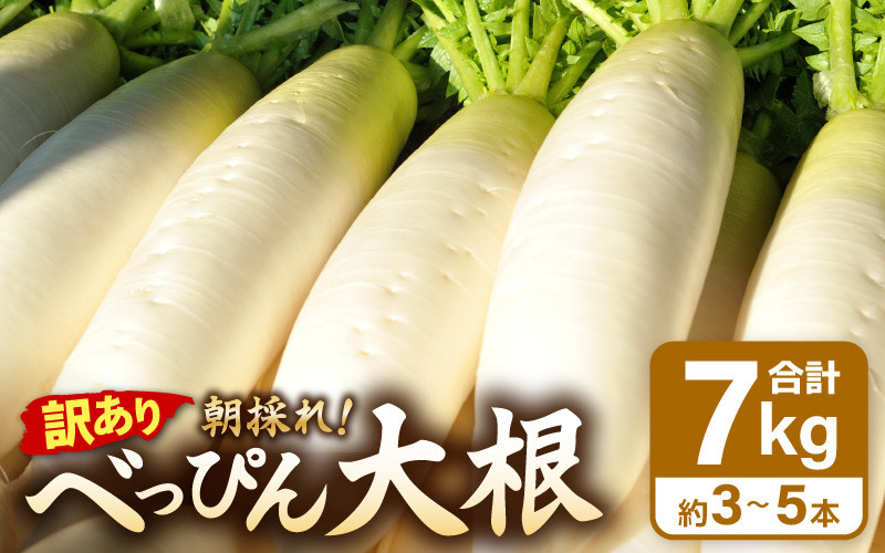
                  【訳あり】数量・期間限定 朝採り新鮮 べっぴん大根 7kg以上 【2025年12月順次発送】産地直送【福井県産  冬野菜 なべ料理 惣菜 野菜 だいこん ダイコン 便利野菜 サラダ 漬物  露地栽培 送料無料 】 [e35-a043]
                