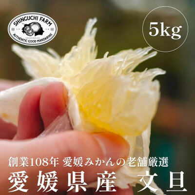 【ふるさと納税】創業百八年 愛媛みかんの老舗【文旦5kg】家庭用【新口農園】【C70-31】_ みかん ミカン 柑橘 フルーツ 果物 くだもの 青果 文旦 ブンタン ぶんたん 産地直送 産直 愛媛 甘い 常温 家庭用 希少 名産地 木成り 完熟 【1470650】