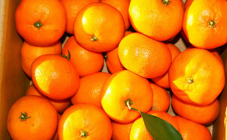 【先行予約】みかん 約10kg 柑橘 みかん