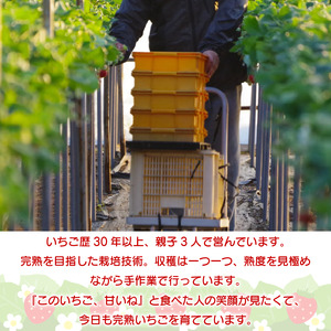 訳あり いちご 食べ比べ 2品種 セット 計500g (250g×2パック) 完熟 苺 家庭用 先行予約 