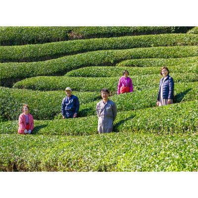 ふるさと納税 日之影町 一心園の水出し緑茶  3点セット【A-44】 |  | 01