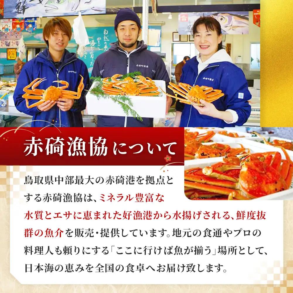 先行予約 訳あり 松葉ガニ ボイル  1枚 約500g 年内配送 カニ