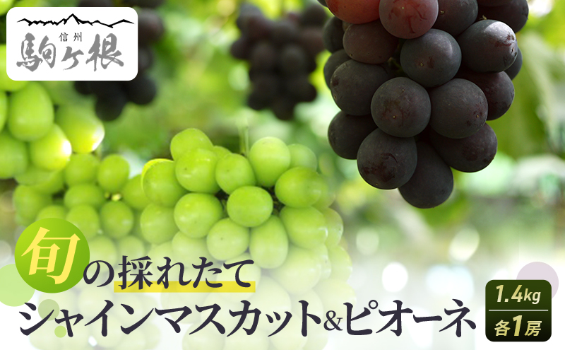 ぶどう 長野 シャインマスカット + ピオーネ 計 1.4kg 各1房 セット 大粒 種なし 皮ごと 食べ比べ 産地直送 フルーツ 果物 デザート おやつ マスカット 葡萄 秋 旬 旬の果物 旬のフルーツ 信州 信州産 長野県