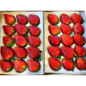 【先行予約】とちあいか 約380g～420g×4パック | いちご イチゴ 苺 栃木 とちあいか 新種 甘い 糖度 ハート型 フルーツ 果物 スイーツ いちごジャム ギフト 産地直送 ※離島への配送不