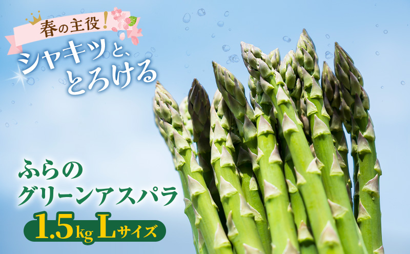 【2027年春発送】富良野産 グリーンアスパラ Lサイズ 約1.5kg アスパラ 野菜 アスパラガス