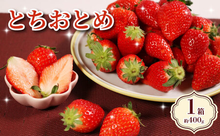 いちご とちおとめ 約400g いちご 【2027年1月~4月発送分】