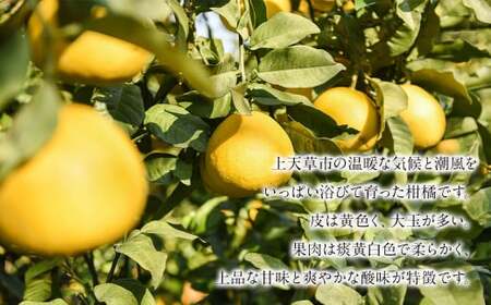 【先行受付】上天草市産 パール柑 約5kg 12玉前後 柑橘 フルーツ 果物 果実 熊本県 上天草市【2027年2月下旬～4月下旬順次発送予定】