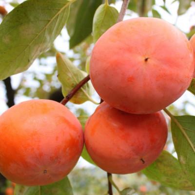 ふるさと納税 すさみ町 和歌山産富有柿約7.5kg(L〜4Lサイズおまかせ)【すさみ町】 |  | 03