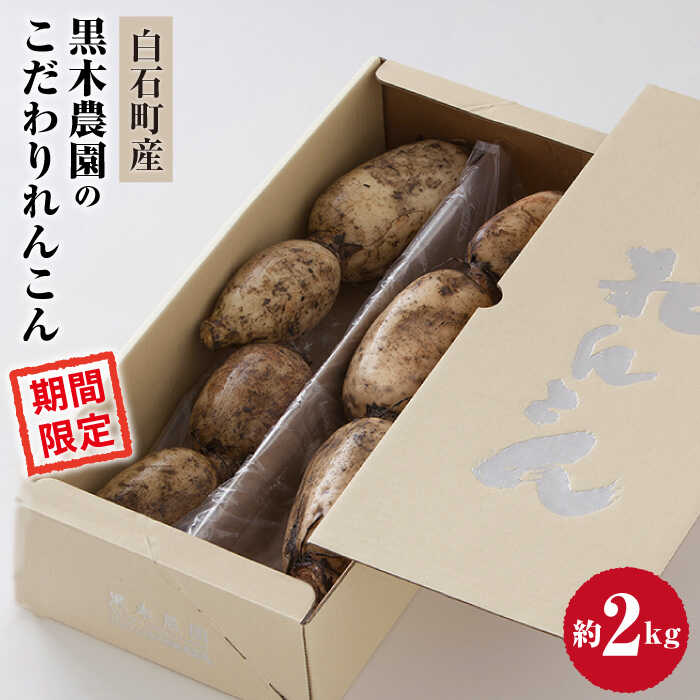 【ふるさと納税】【2026年1月以降発送】おいしさ絶品！こだわりれんこん 約2kg 化粧箱 （白）入り【黒木農園】 \特別栽培 レンコン 蓮根 野菜 根菜 高品質 佐賀県 白石町 白石 [IAU001]