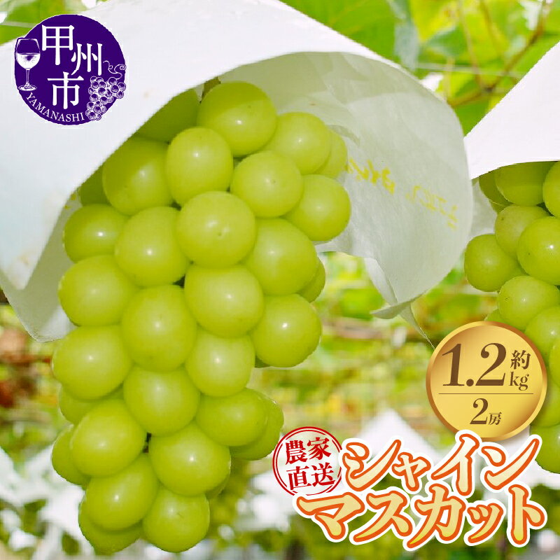 【ふるさと納税】 シャインマスカット 2房 約1.2kg 果物 フルーツ 葡萄 ぶどう マスカット シャイン 贈答 産地直送 新鮮 秋 甘い 皮ごと 山梨県 甲州市 贈答 ギフト 家庭用 期間限定 数量限定 9月 10月 発送 社員マスカット 【 2025年発送 】 【B-152】