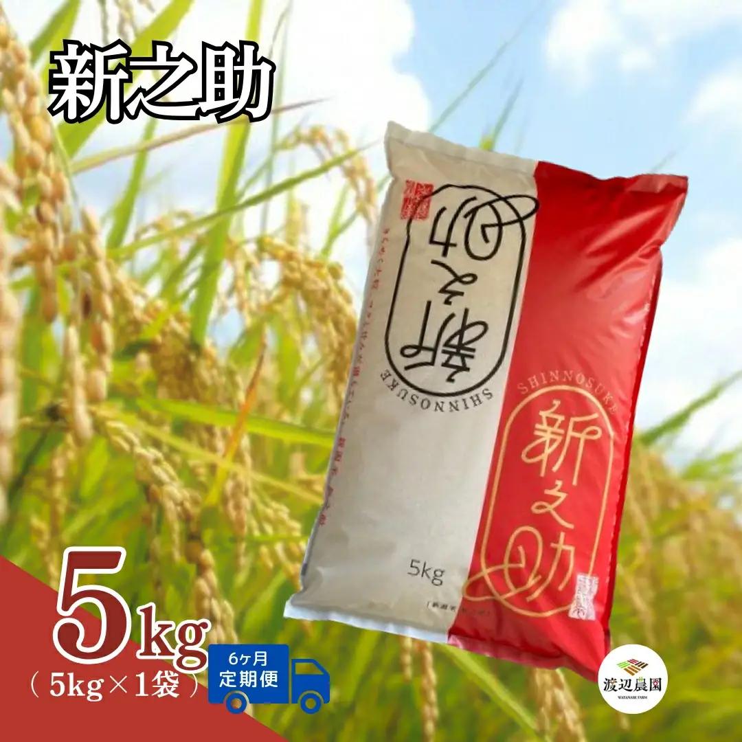 【定期便6回】令和8年産 新米 新之助 5kg×6回(計30kg) 先行予約 | 新潟県産 白米 米 五泉市