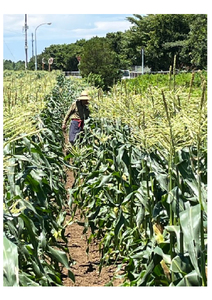 朝採れ加工 とうもろこしアイス 8個 アイス スイーツ トウモロコシ [0716]