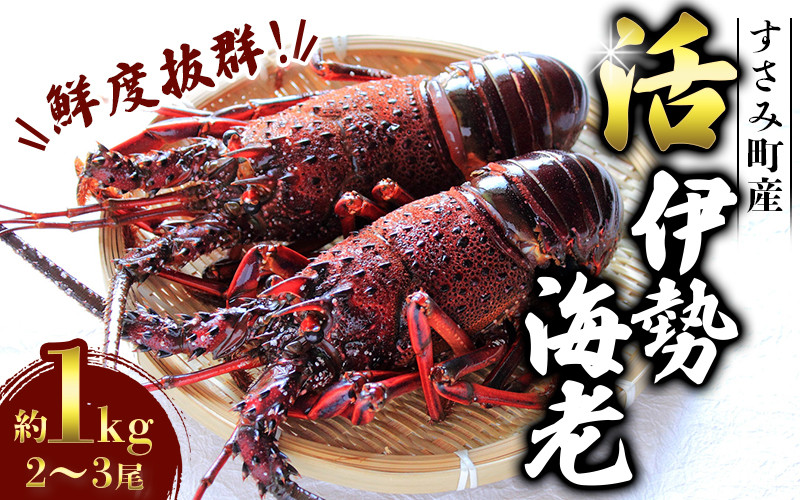 
＼期間限定・数量限定／ 南紀すさみの活き伊勢海老 約1kg(2～3匹)【日付指定必須】伊勢海老 伊勢エビ イセエビ 海老 えび エビ 活き 天然 すさみ町
