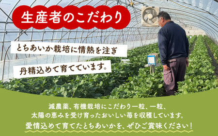 「訳あり」とちあいか3Lサイズ320g×2パック｜ 訳あり とちあいか いちご 苺 栃木県 果物 フルーツ ※北海道・沖縄・離島への配送不可 ※2026年1月中旬～3月中旬頃に順次発送予定