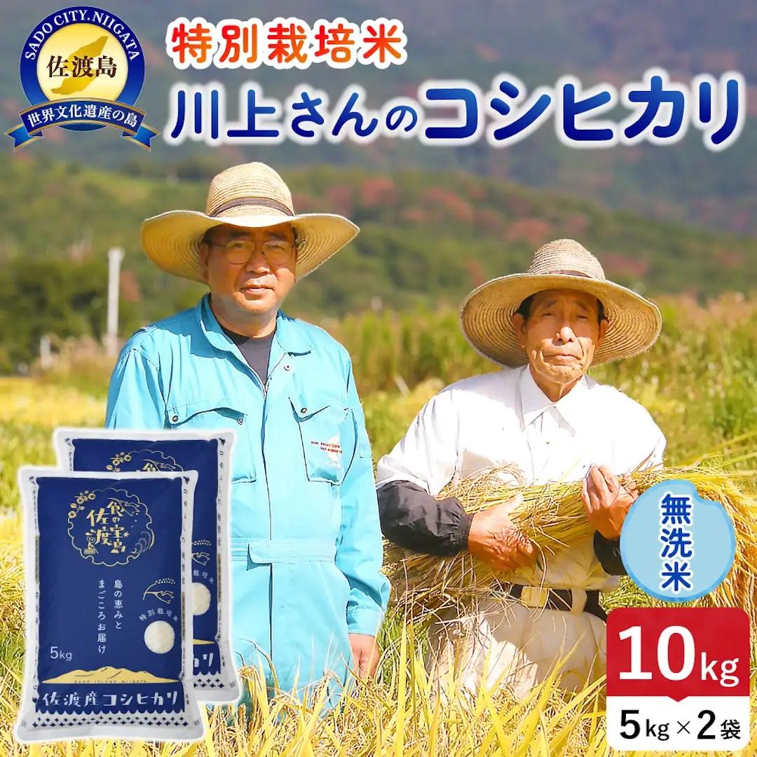 令和8年産 佐渡島産川上さんのコシヒカリ 無洗米10kg 特別栽培米