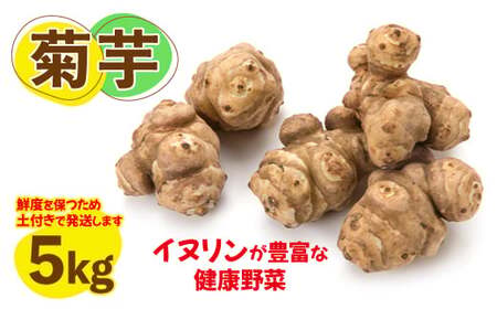 菊芋 (きくいも) 健康野菜 5kg 【2026年 11月以降発送】 (BJ016)