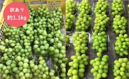 （地域・期間限定）訳あり柳澤果樹園のシャインマスカット約1.1kg 果物 ぶどう フルーツ おやつ デザート 食後 秋の味覚 産地直送 長野県産 有機肥料